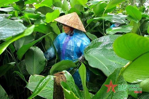Làng trồng “ngọc xanh” 400 tuổi danh tiếng Hà thành ngày cận Tết